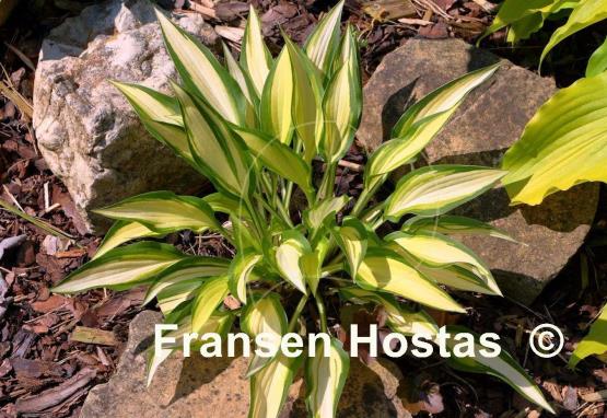 Hosta Glamour